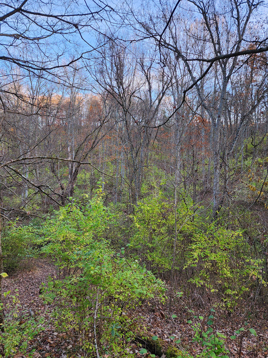 Honeysuckle eradication